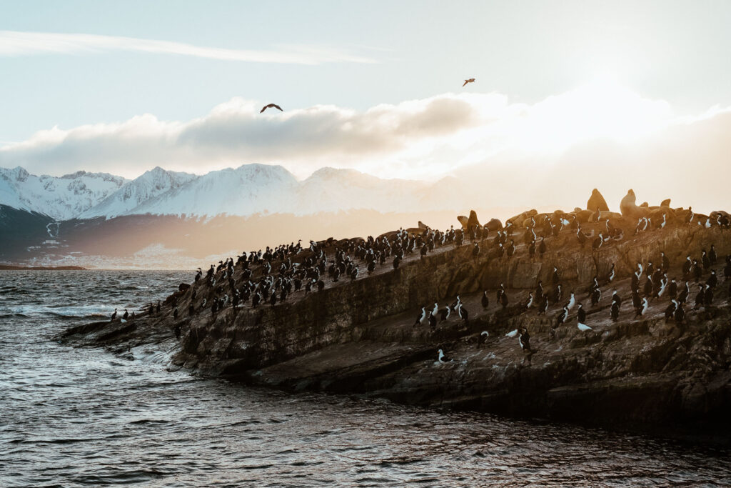 A small island in front of Ushuaia packed with sea lions and penguins by Ondrej kolacek