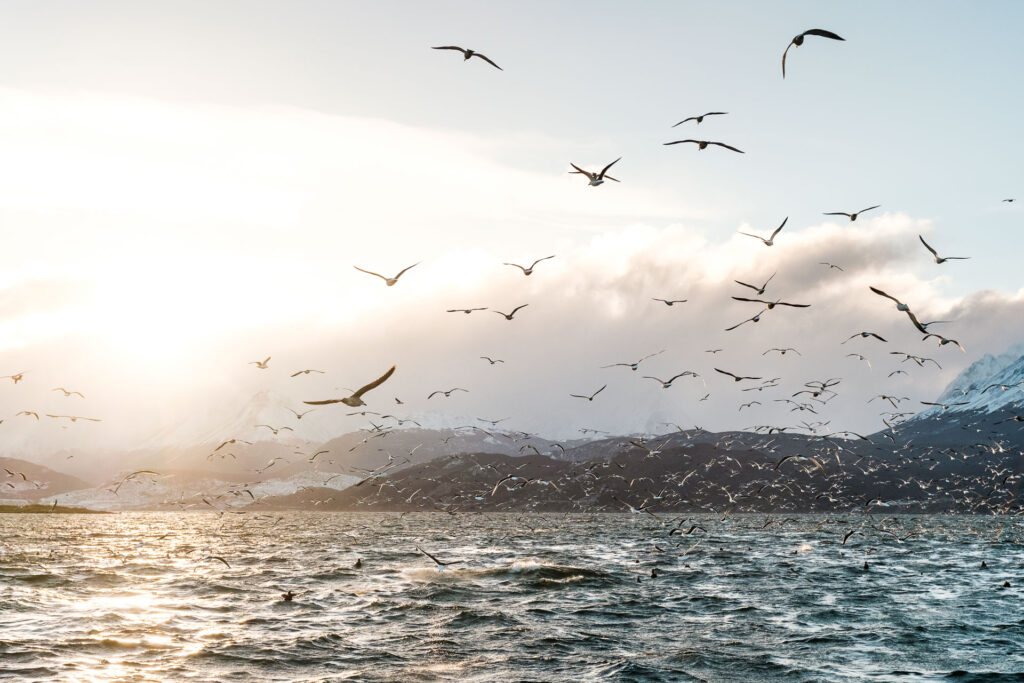 thousands of Birds during sunset on the beagle channel, Ushuaia by Ondrej kolacek