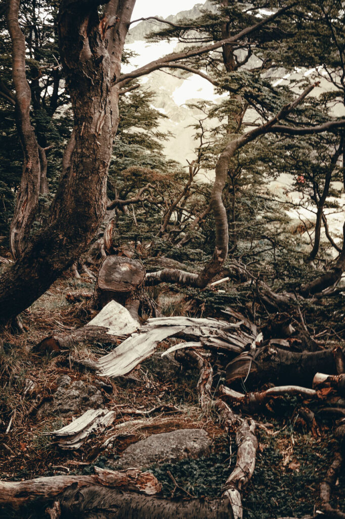 Isla Grande de Tierra del Fuego (Argentina) with his flora and old trees. by ondrej kolacek