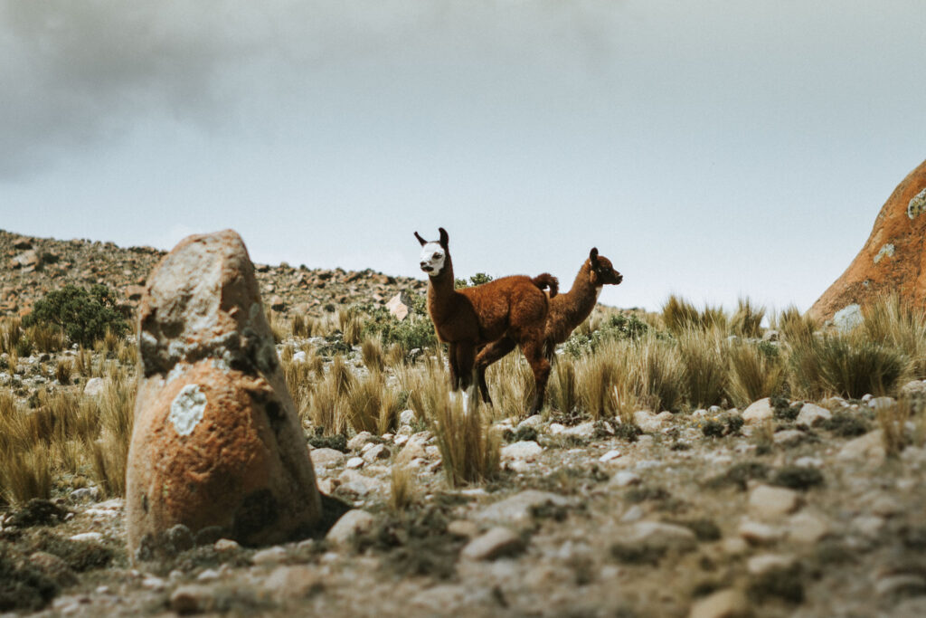 High above the city of Potosi I captured some alpacas by Ondrej kolacek